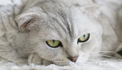 AIYOUXI.COM-意甲天气影响比赛，足球也有“天气”因素，意甲日程