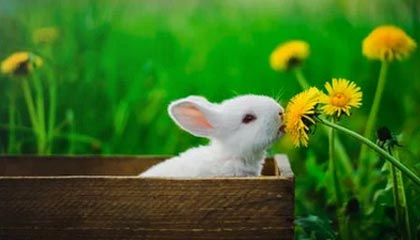 爱游戏app-“领跑榜首的宿命较量，铁血战士谁能笑到最后？”，铁血战士领袖