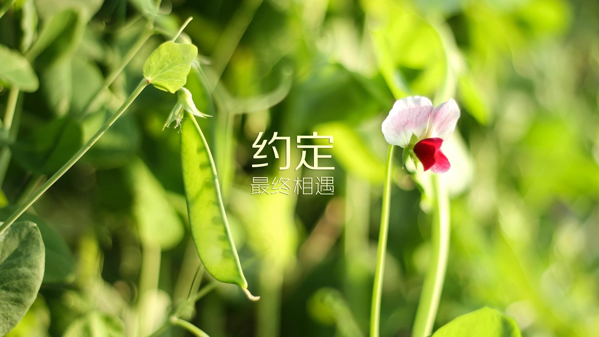 沙特女足国家队勇敢迎战，沙特女球迷
