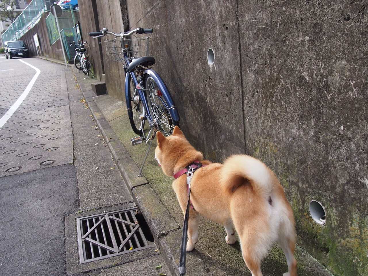 AYX体育-基：全黑队的“中流砥柱”，在防守和进攻端都能稳定发挥