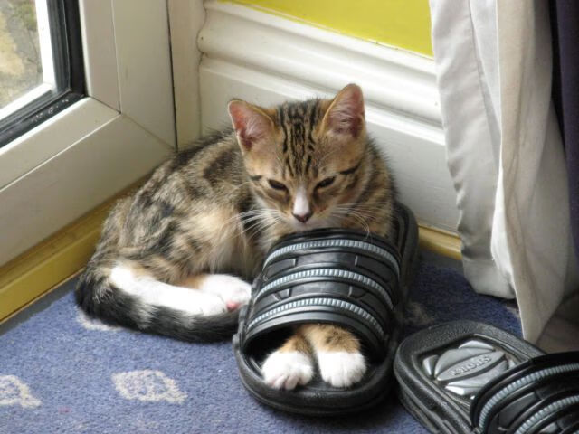 AYX SPORTS-科贝特决赛中展现强大心理素质，科贝特峡谷(corbett canyon)红酒