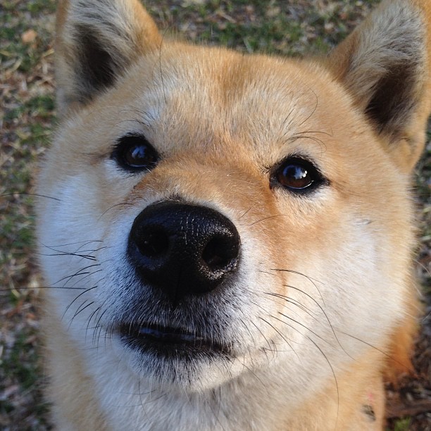 黎巴嫩女篮在欧洲锦标赛中迎战强敌,争取奖牌梦想,黎巴嫩篮球比分实况